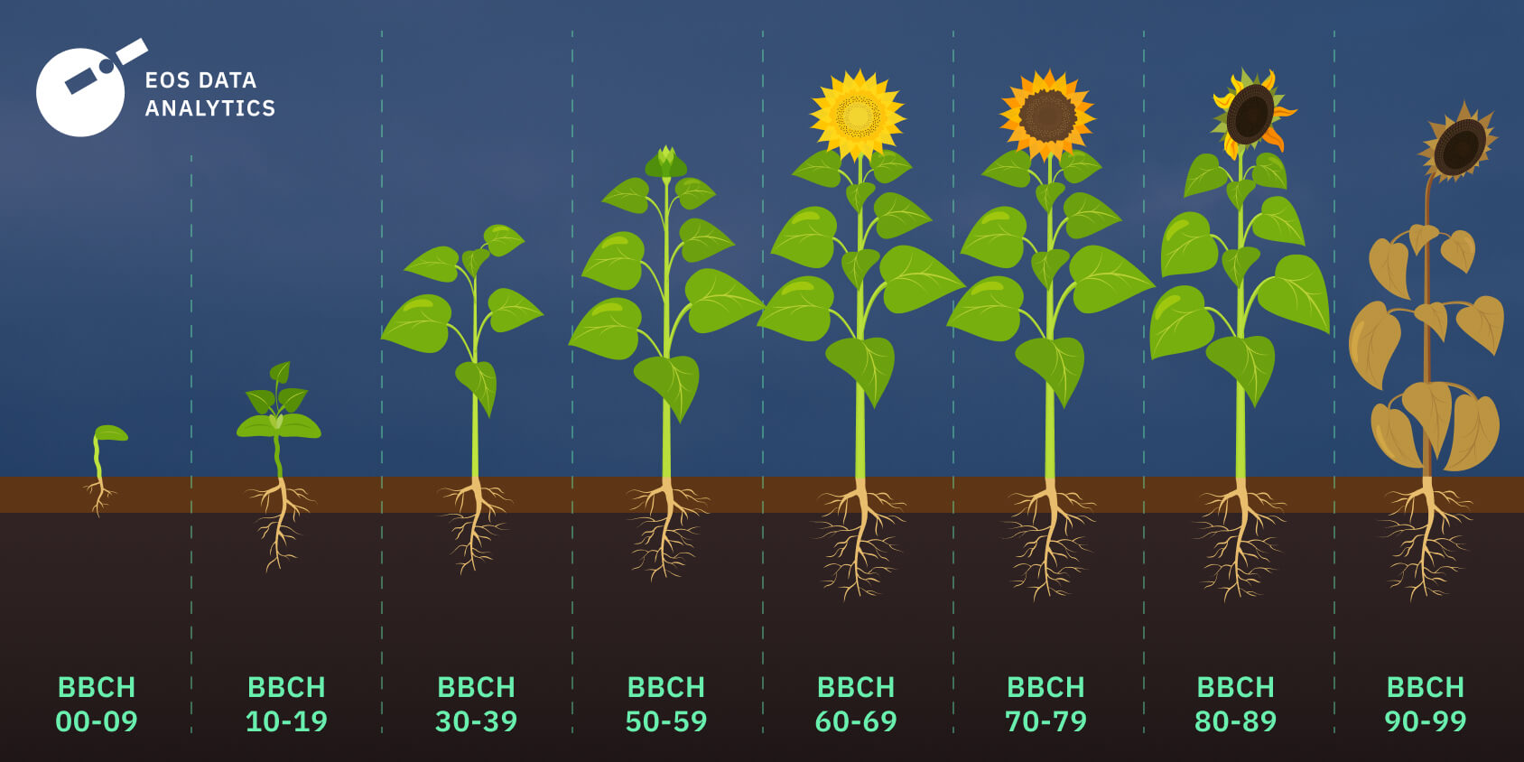 sunflower growth stages timeline