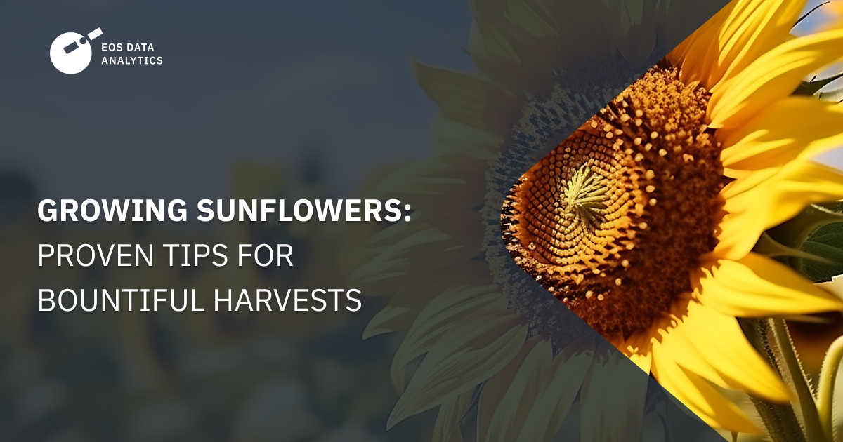 How To Grow Sunflowers Best Ways To Sow, Care, And Harvest