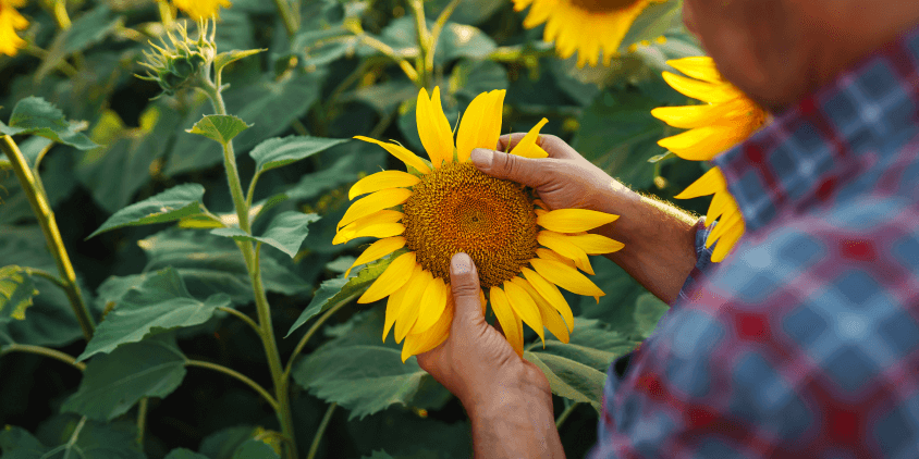 cuidados de un girasol