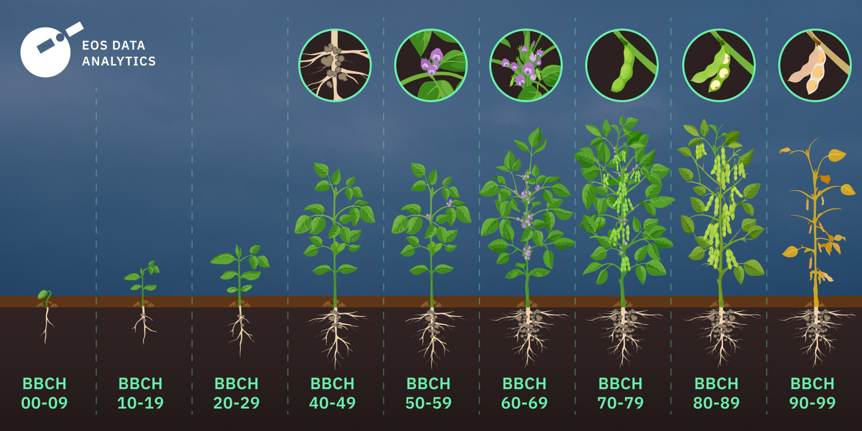 Soybean Growth Stages From Vegetative To Reproductive Ones