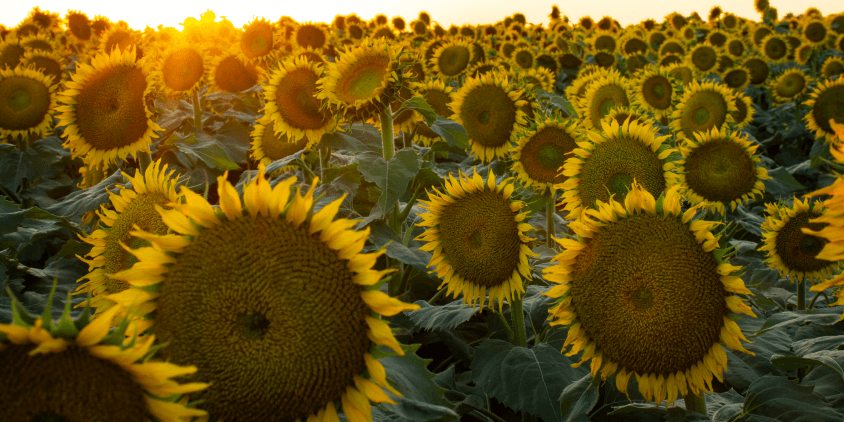 el girasol es un cultivo heliotrópico