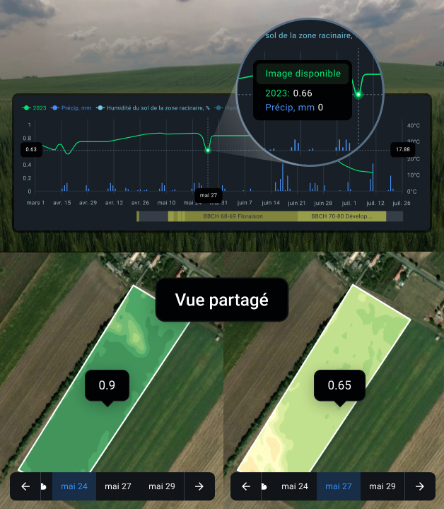 Vue partagé du champ à haut risque selon l’indice NDVI