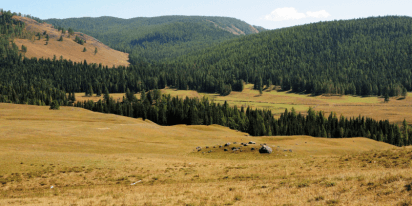 Forest Fragmentation: Far-Reaching Effects And Remedies