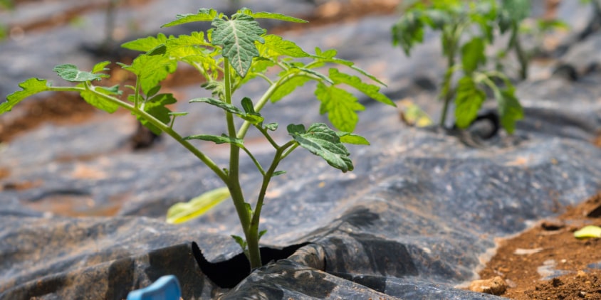 Preparing The Hydroponic Medium For Tomato Planting