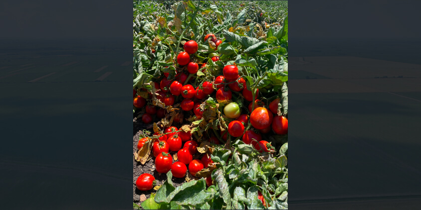 tomato field