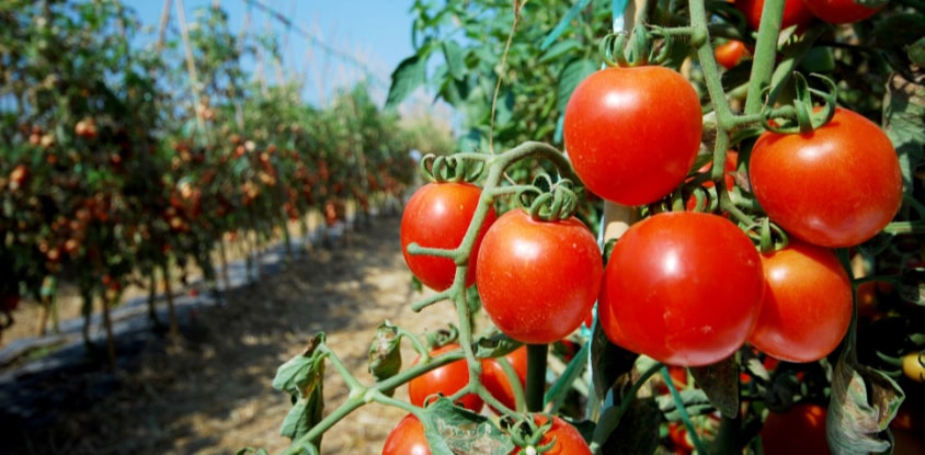 Como Plantar Tomates: Semeadura, Cuidado, E Colheita