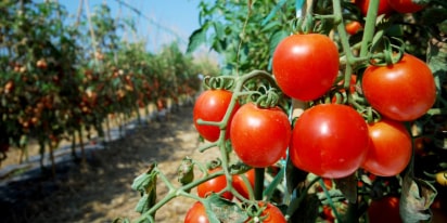 Growing Tomatoes: How to Plant, Maintain, And Harvest