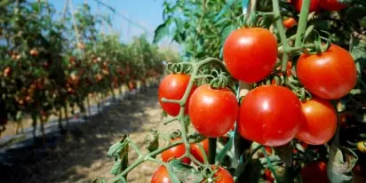 Como Plantar Tomate: Condições E Métodos De Cultivo