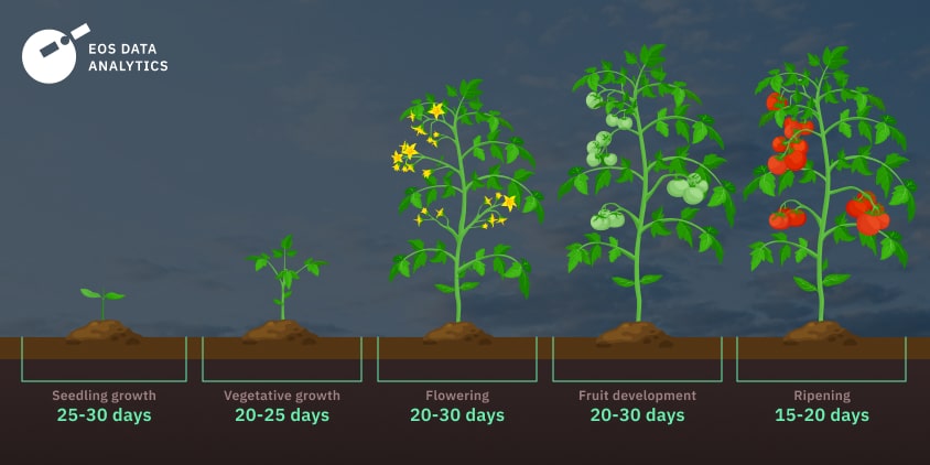 How To Grow Tomatoes: Planting Conditions, Care, & Harvest