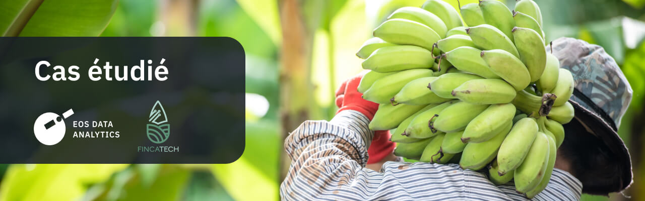 surveillance des plantations des plantains verts pendant la saison des pluies