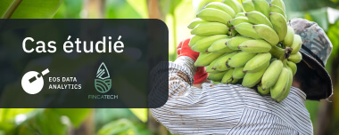 Surveillance Plantations Plantains En Saison Des Pluies