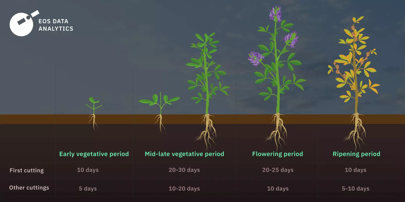 How To Grow Alfalfa Productive Planting Care And Harvest