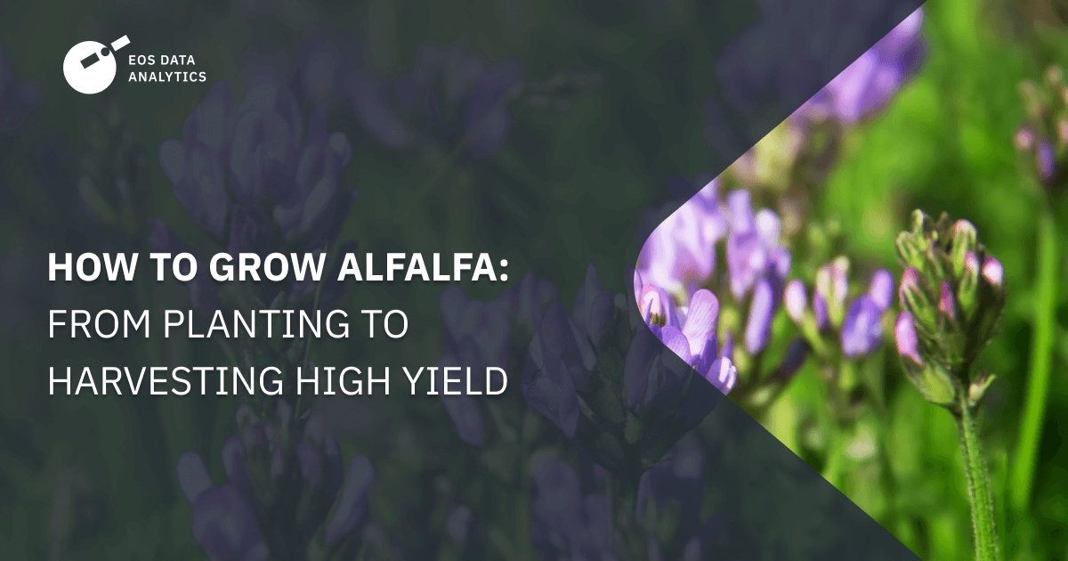 How To Grow Alfalfa Productive Planting Care And Harvest