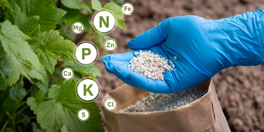 Nitrogen fertilizer store for plants