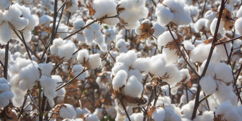 How to Think About Cotton: Plant Growth Regulators - Alabama Cooperative  Extension System