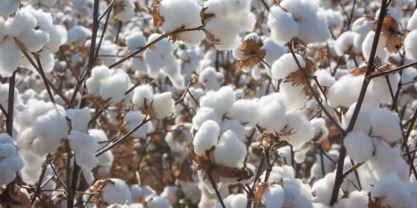 Cotton Growing: Sustainable Planting, Care and Harvest Methods