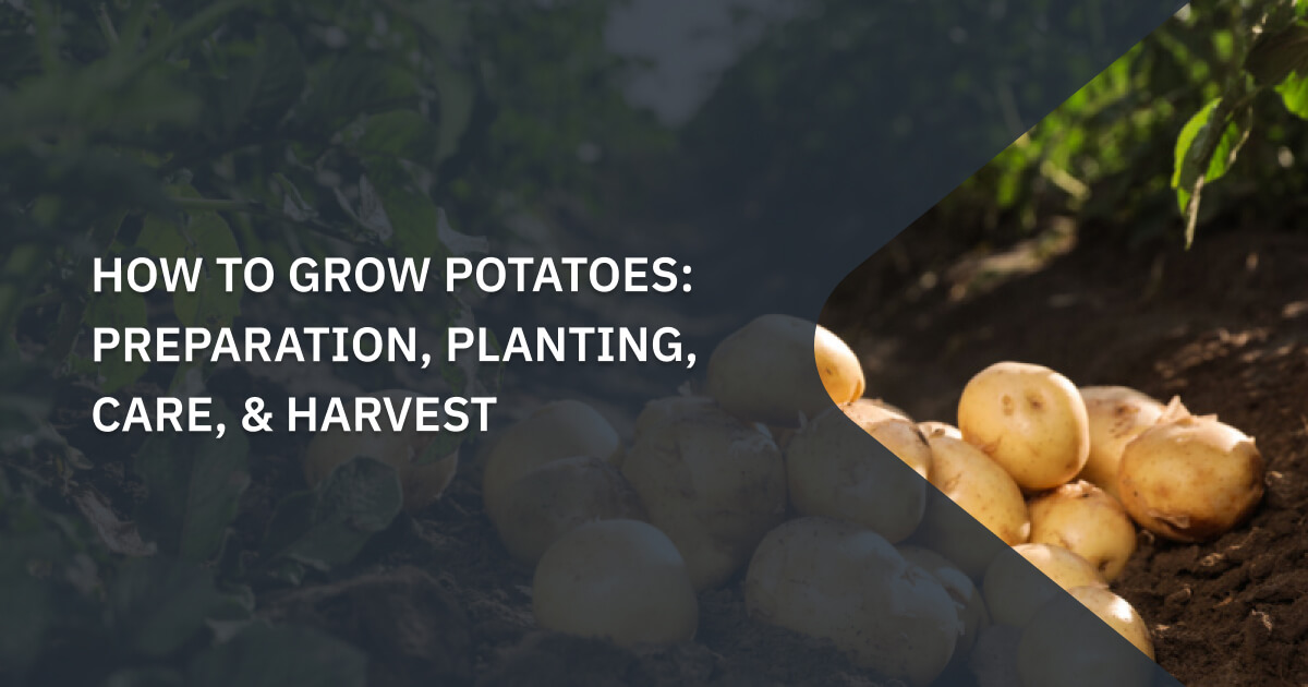How To Grow Potatoes: Preparation, Planting, Care, & Harvest