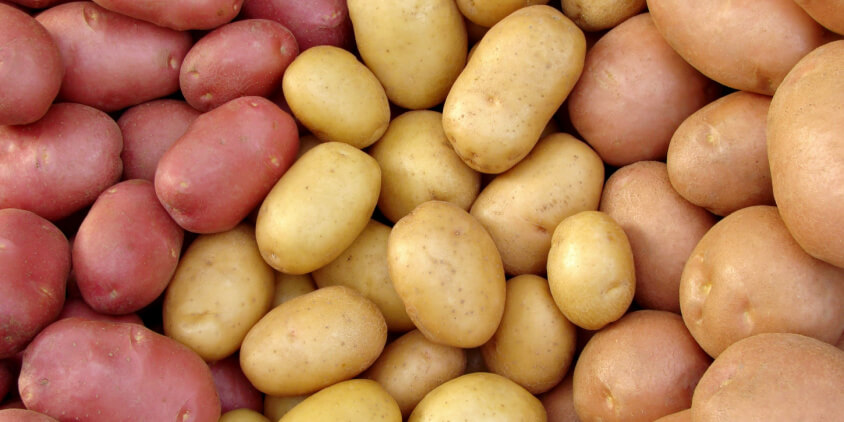 Creating the Ideal Growing Environment for Maximum Potato Yield