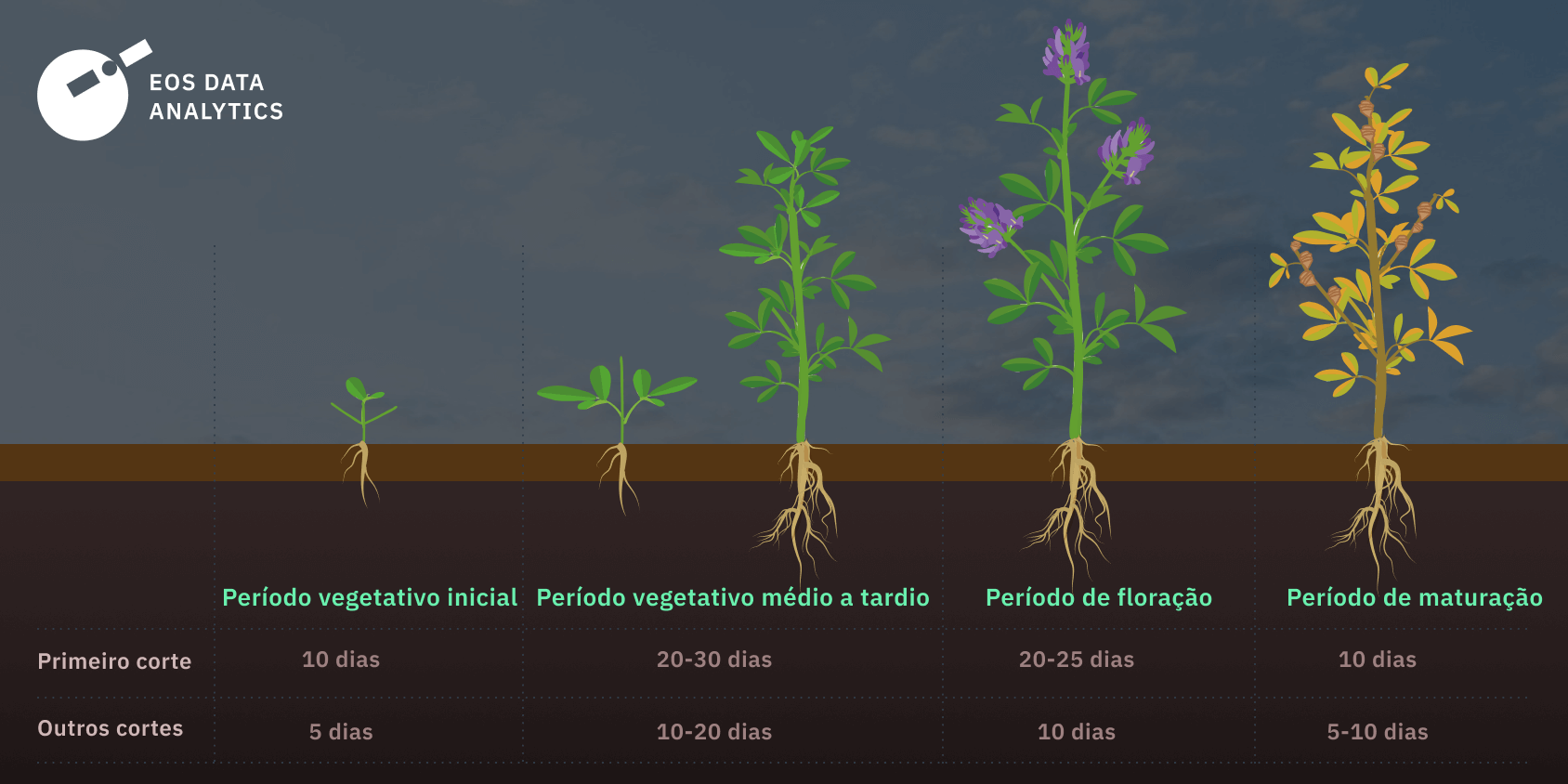 gráfico de crescimento da alfafa para fazer o plantio