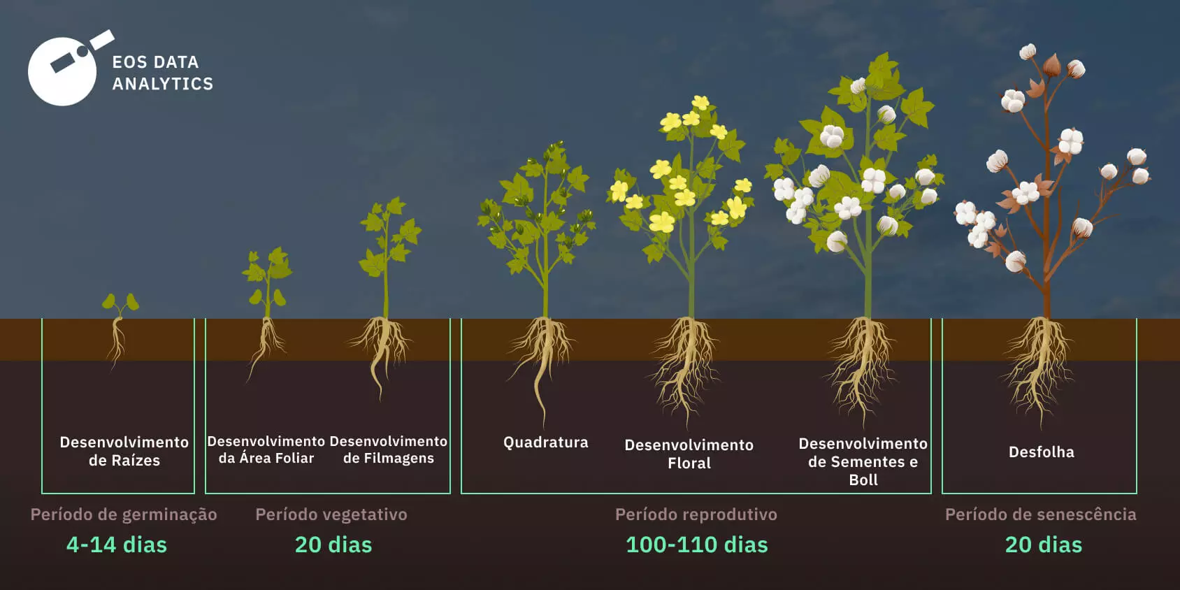 Um desenho de plantas de algodão com o título algodão na parte inferior.