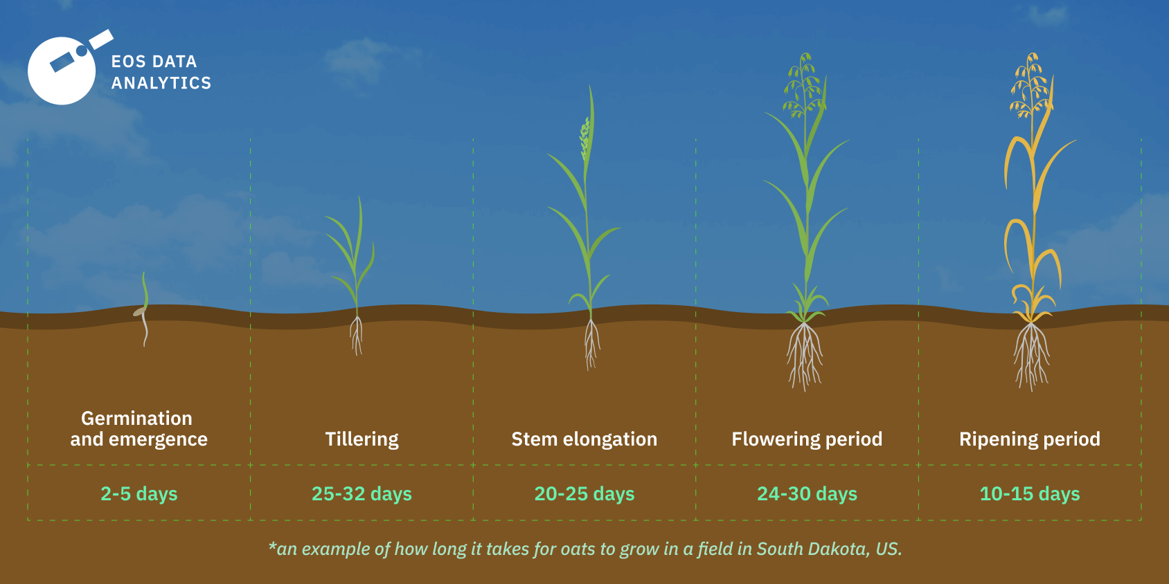 How To Grow Oats: Crop Needs, Planting, Care, & Harvesting