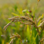 rice growth stages