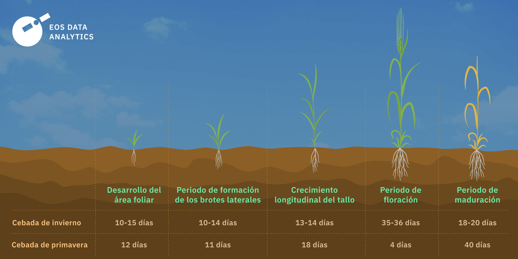 cronología del cultivo de la cebada