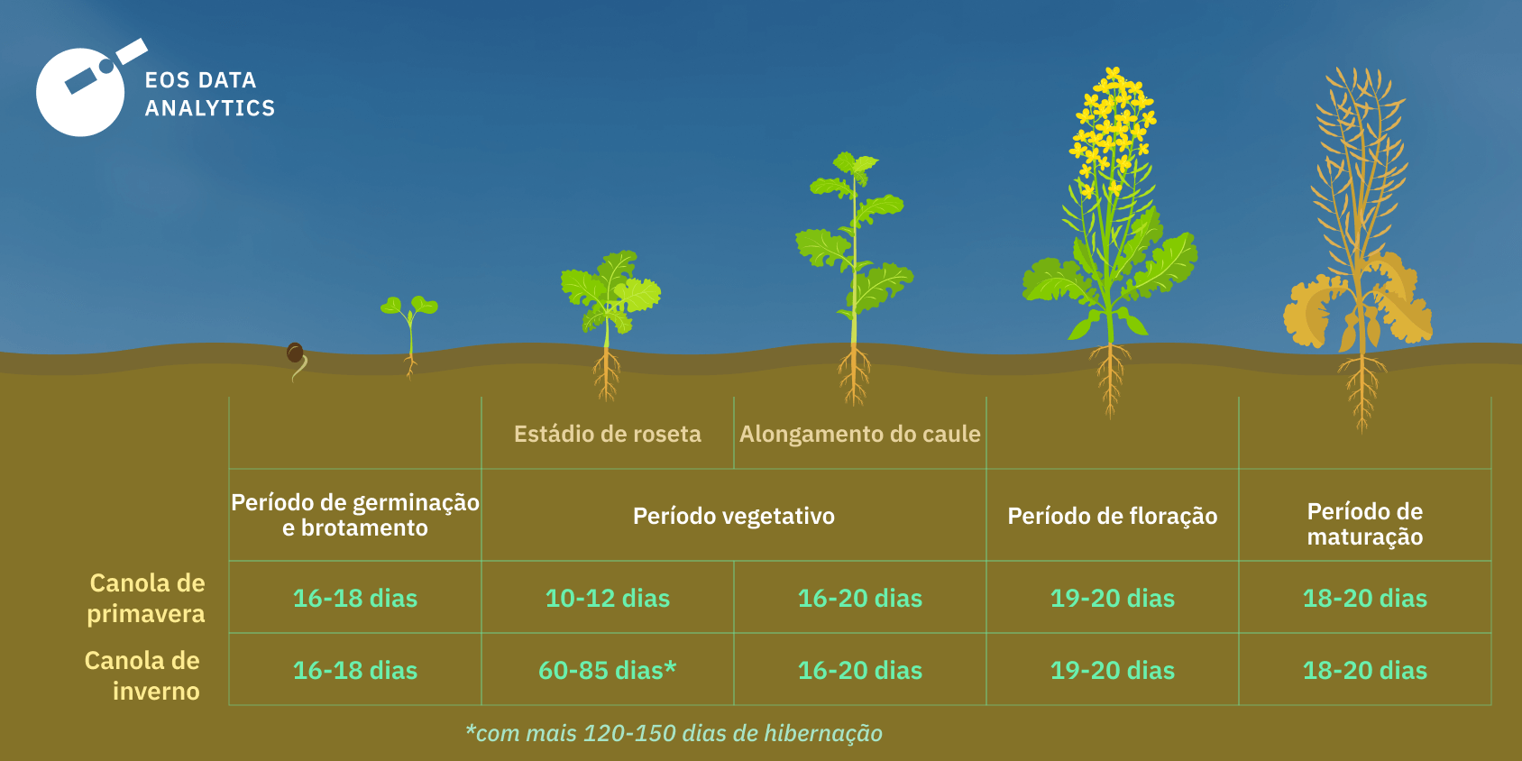 quanto tempo a canola leva para crescer
