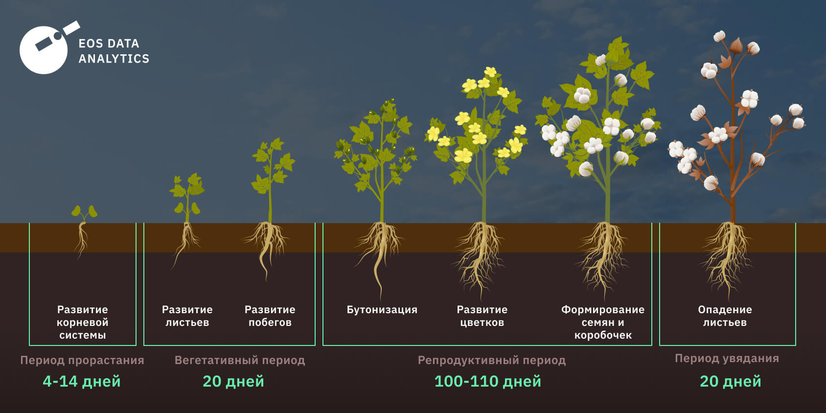 график выращивания хлопка