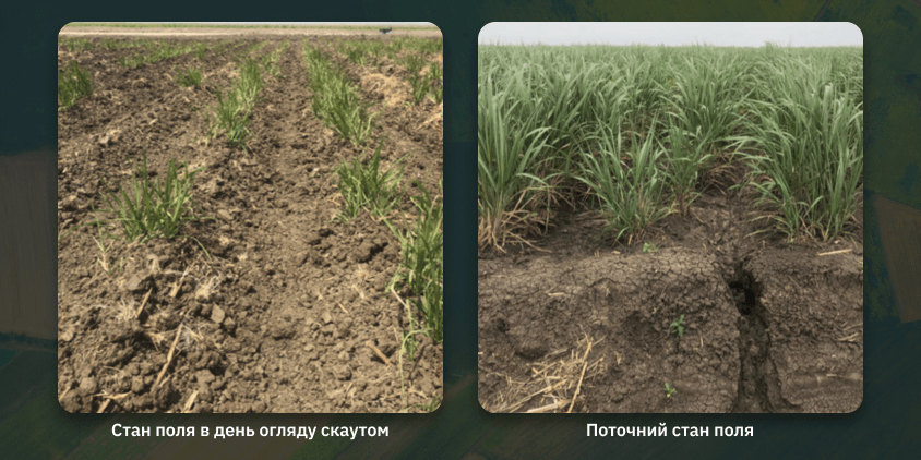 поле цукрової тростини в день обстеження скаутом у порівнянні з поточним станом поля