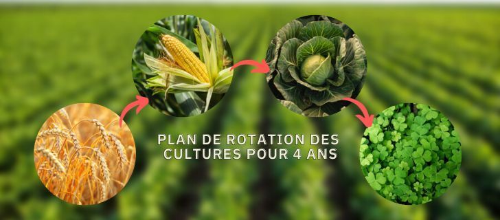 un cycle de rotation des cultures de 4 ans