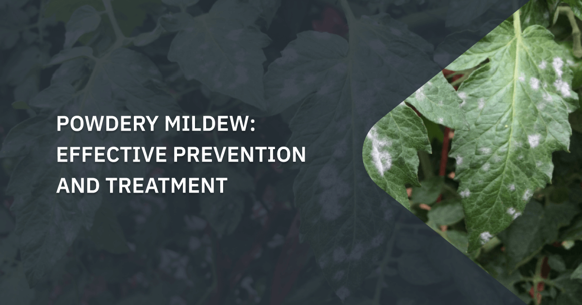 Powdery Mildew Causes Effects And Disease Control