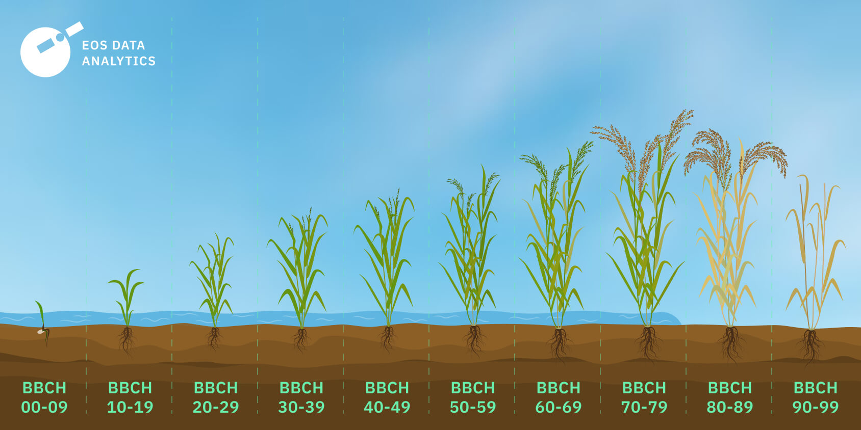 growth stages of rice chart