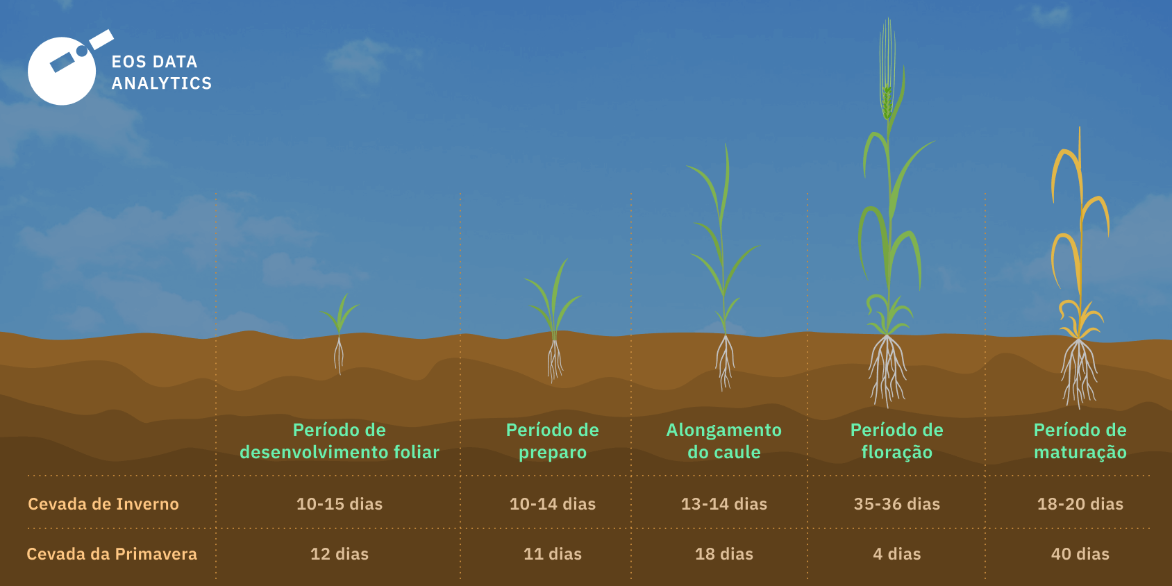 linha do tempo de plantação da cevada