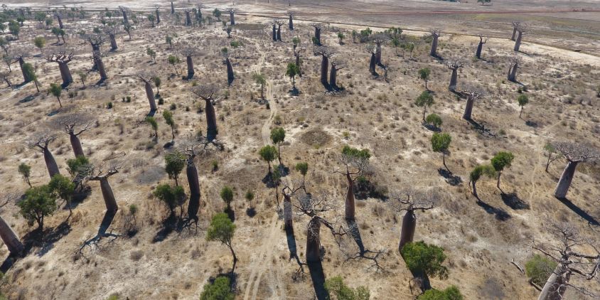 a degraded baobab forest