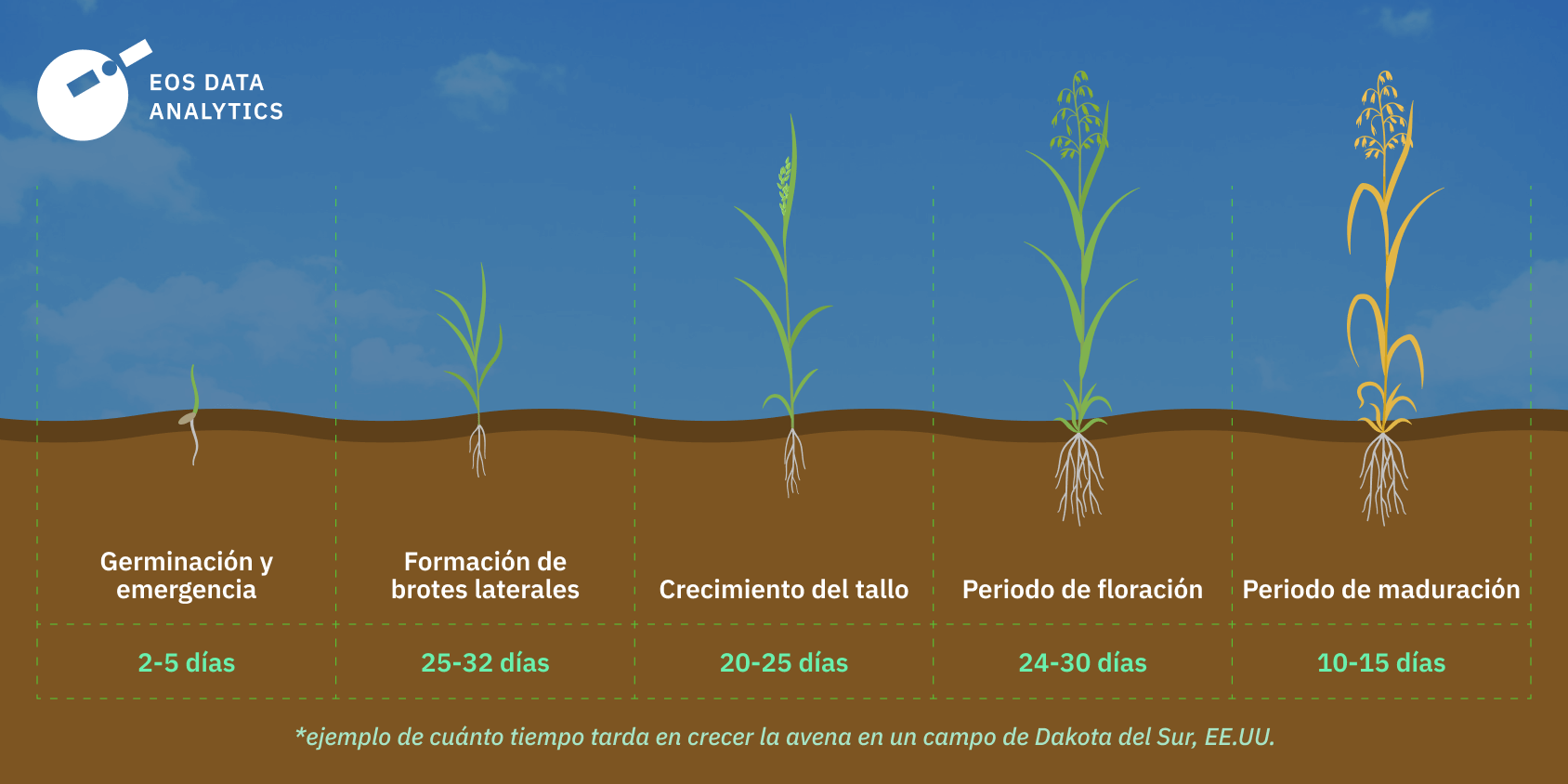 tiempo de crecimiento del cultivo de la avena en Dakota del Sur