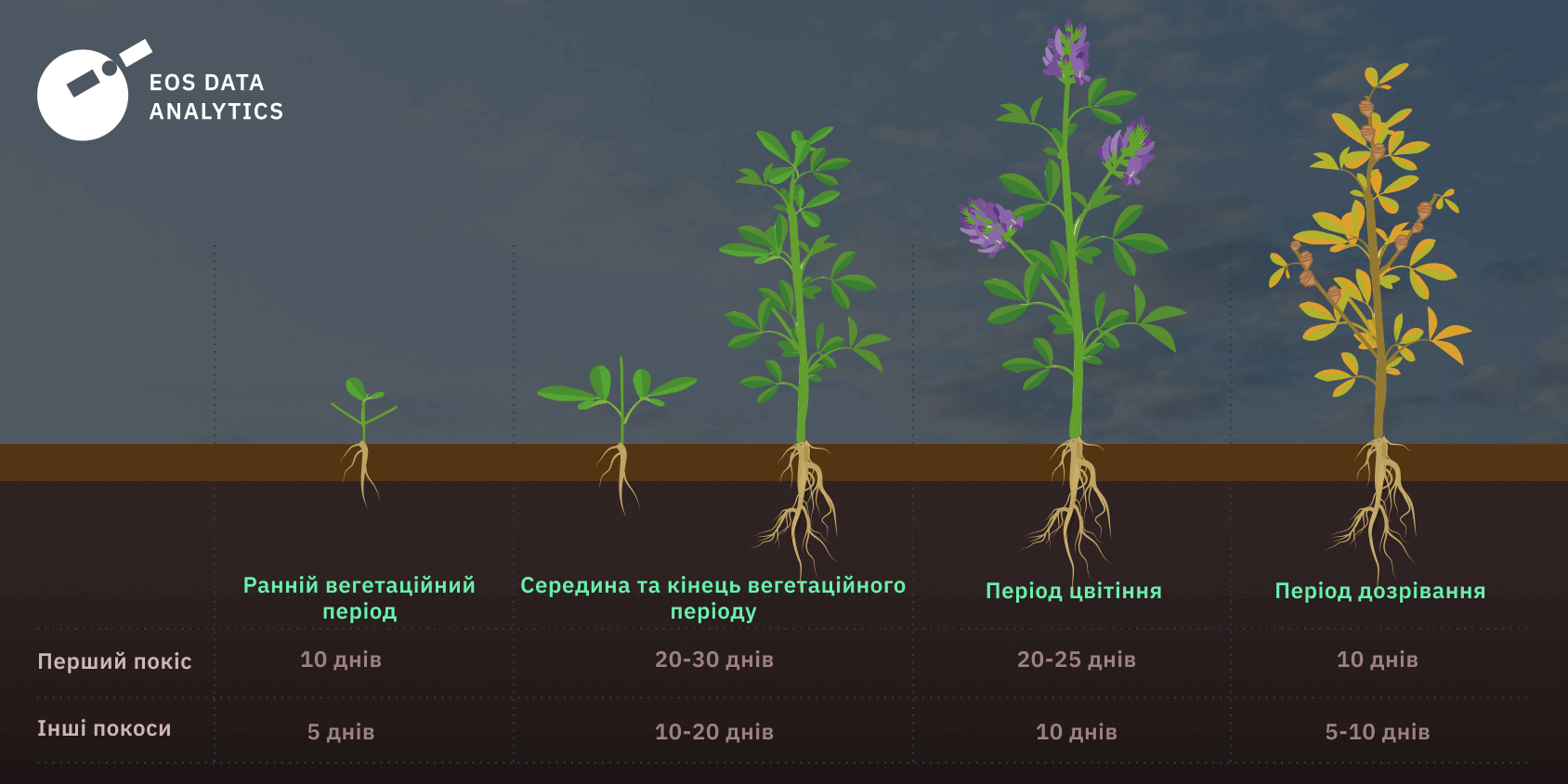 графік зростання люцерни