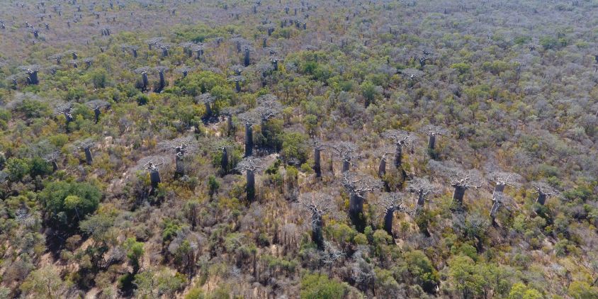 a Madagascar baobab forest