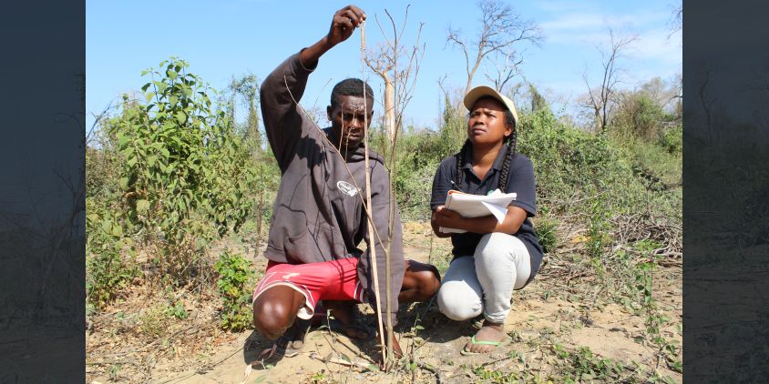 measuring baobab seedling height
