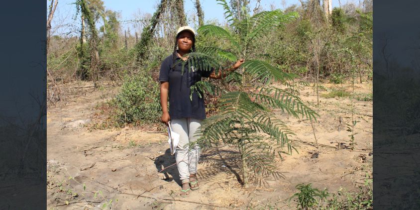 a transplanted baobab seedling