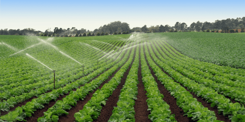 mantenimiento de un campo de cultivo de lechuga romana