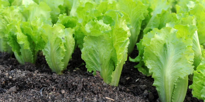 How To Grow Lettuce: Commercial Planting, Care, And Harvest