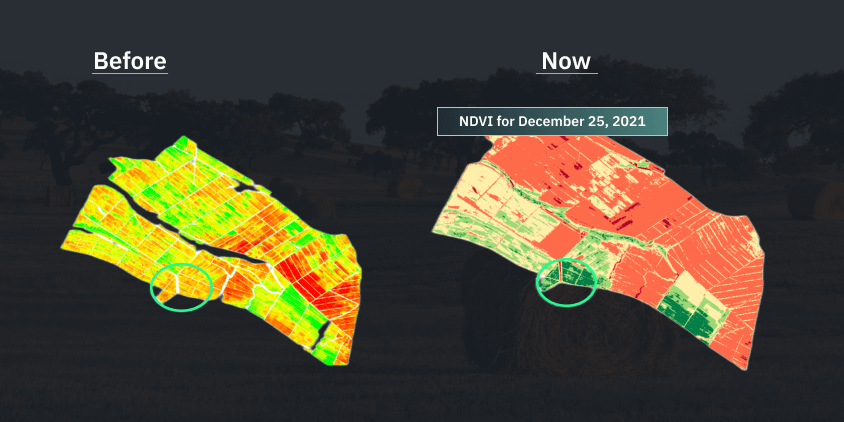 cartes d’indice NDVI reflétant les changements positifs de la végétation sur les champs