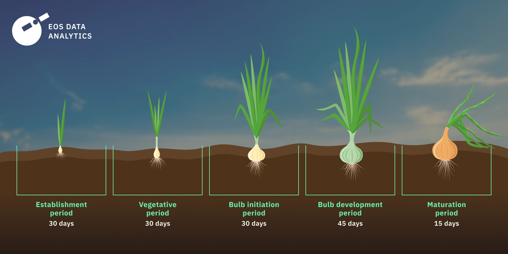 onions growing timeline