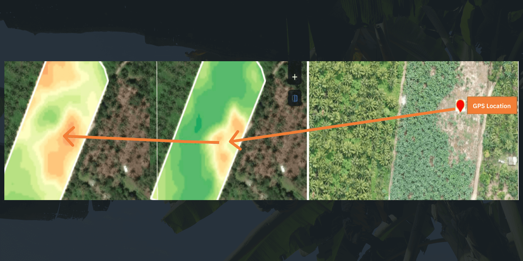 ReCl map (left) and natural-colored map (right) of Fusarium spread the banana plantation