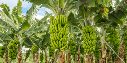 Cultivo De Plátano: Requisitos Básicos Y Cuidados