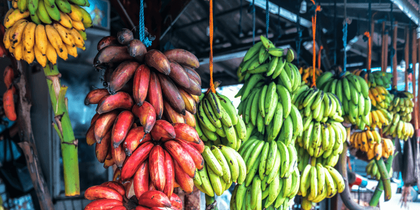 banana plant varieties