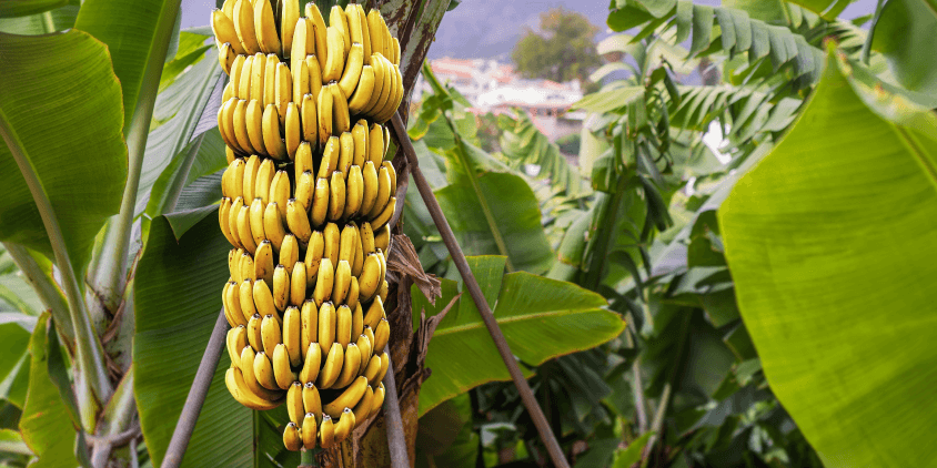 banana plant with ripe fruits