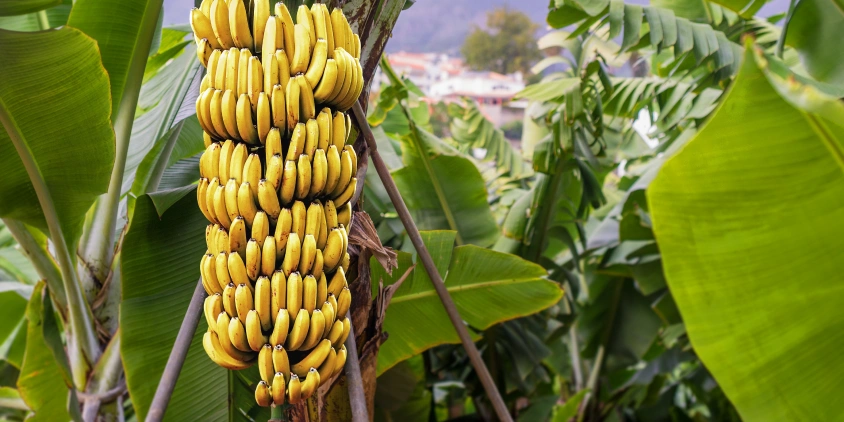 banana plant with ripe fruits