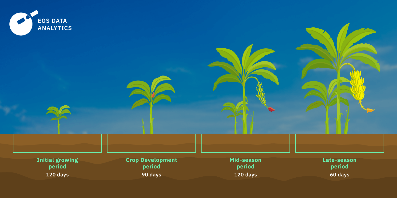 how long does it take for bananas to grow